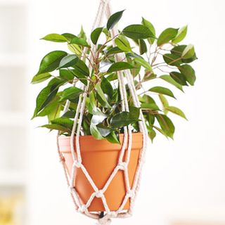 Trendy hanging basket 