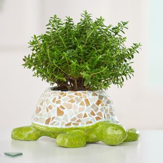 Schildkröte mit Mosaik gestalten