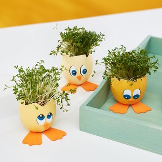 küken aus Eierschalen