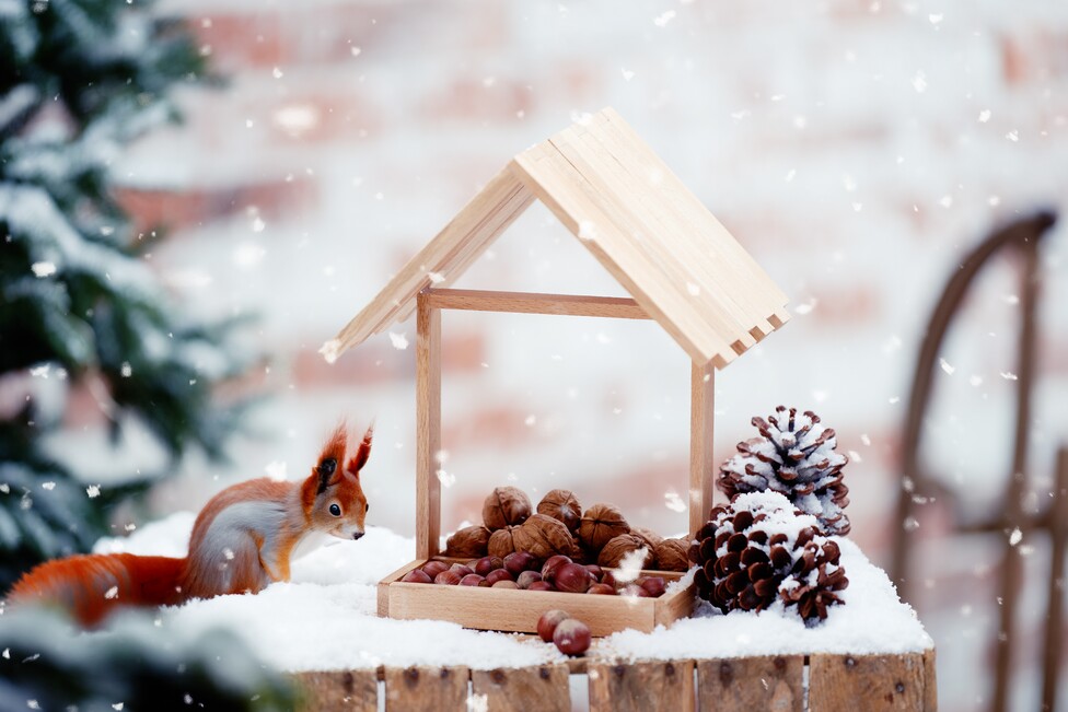 futterhaus bastelklötzchen