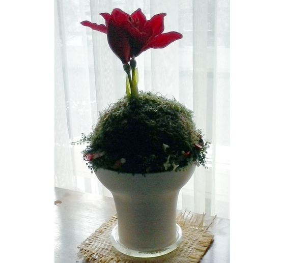 34_Bastelmutti_Mooskugel mit Amaryllis_Kategorie Klassisch