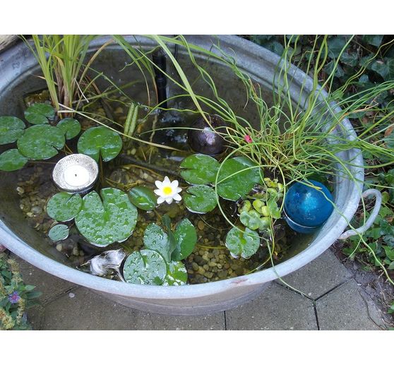 62_Marion_Mein Zinkwannen-Teich