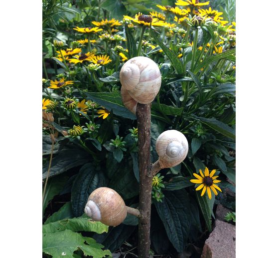 118_kefro_Schnecken-Stecken