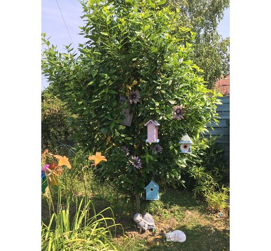 55_Yoyo_Le laurier et ses petits habitants 