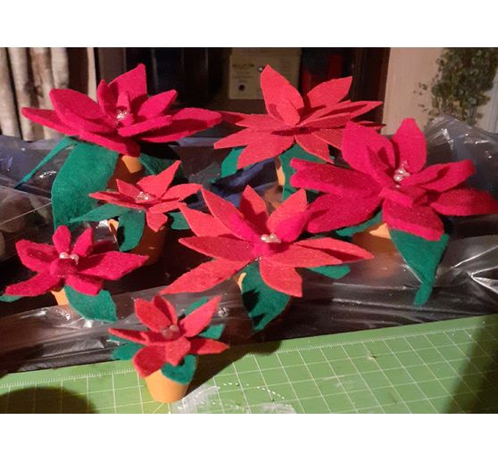 344_chrissi_weihnachtssterne