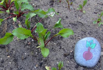 Steine bemalen Rote Beete Steine bemalen Rote Beete