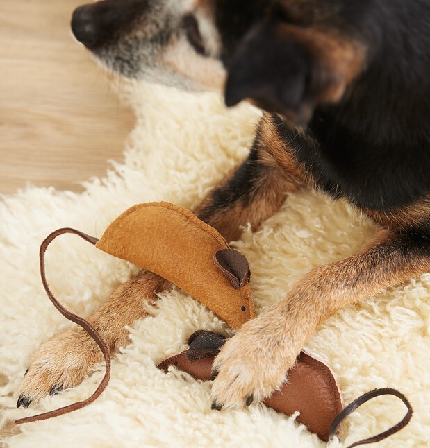 Spielzeug für Hund & Katze