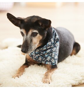 Hundehalstuch nähen