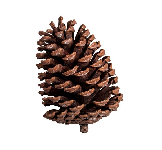 VBS Pine cone, 3 pieces