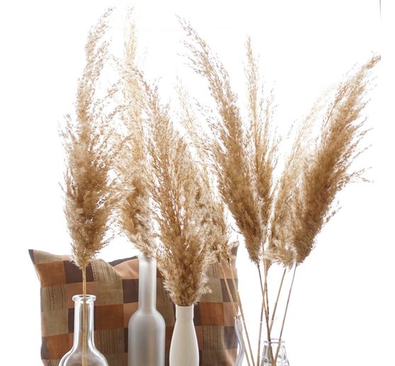 Pampas frond natural, 10 stems, L approx. 65 - 75 cm