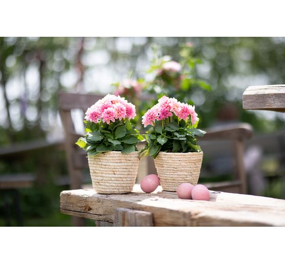 Seaweed plant basket