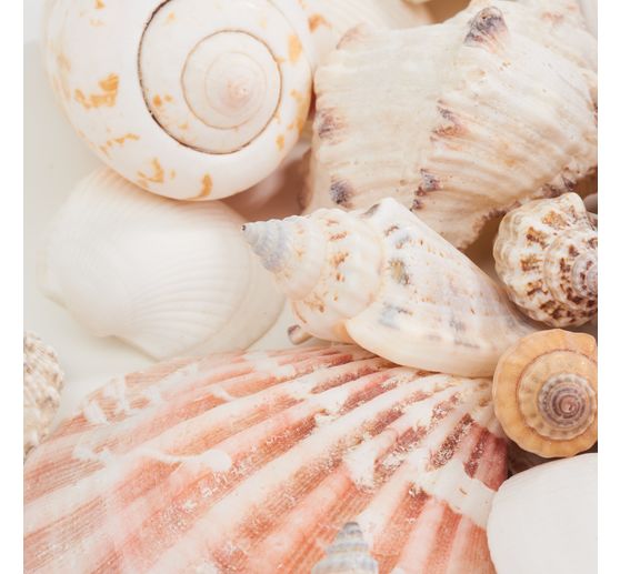 Sea shell mix "Nature"