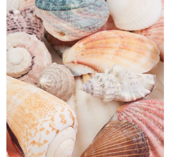 Sea shell mix "Nature"
