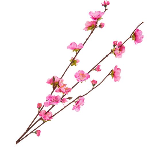 Cherry blossom branch