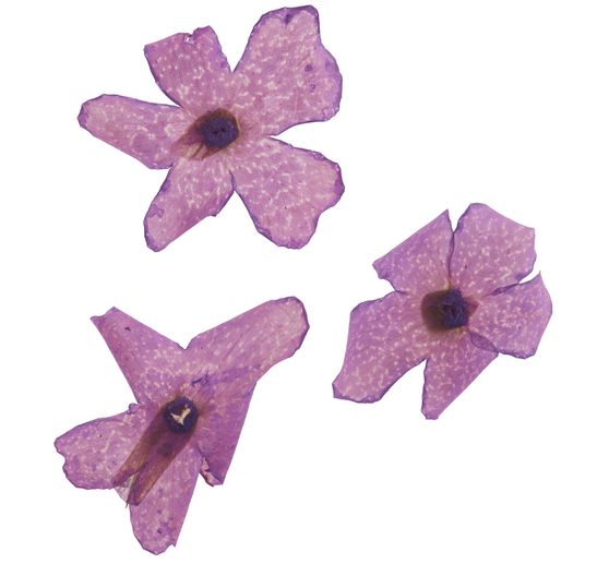 Dried flower assortment, 9 jars