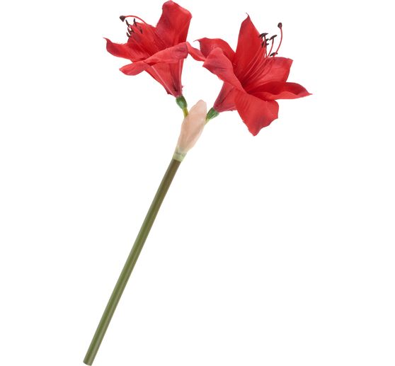 Amaryllis, L 37 cm