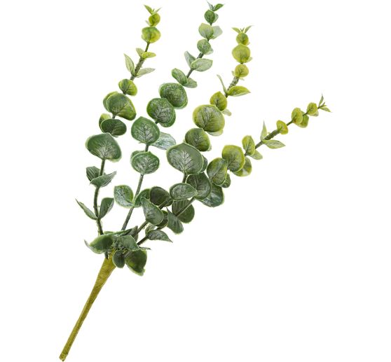 Eukalyptus pick "Cynerea"