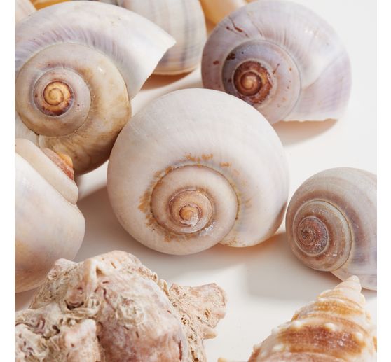 Seashell mix, natural