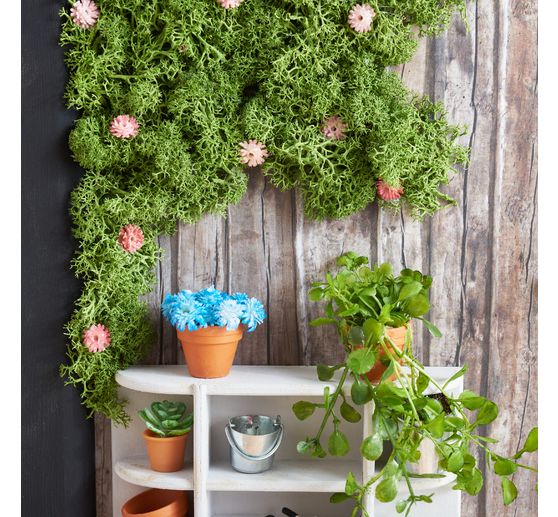 Field widow flower "Evergreen"