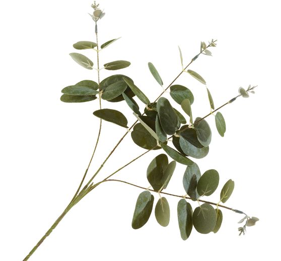 Eucalyptus branch "Ava"