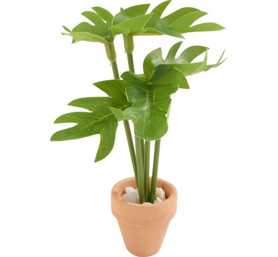 Miniature plant "Monstera"