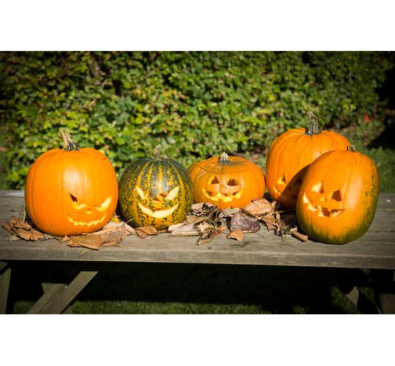 Pumpkin Carving set, 5 pcs.