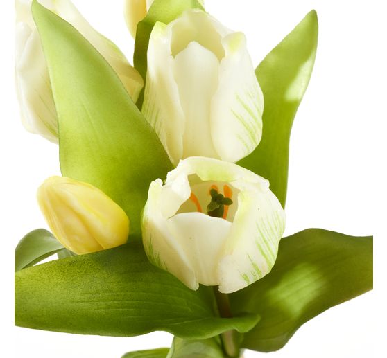 Tulips bunch with 3 flowers and 2 buds
