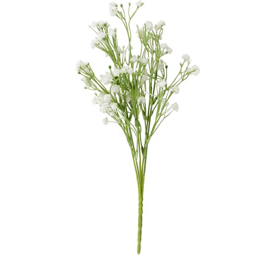 Field widow flower "Evergreen"