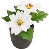 Poinsettia "Gloria" in a pot Cream