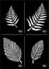 Stencil "Leaves"