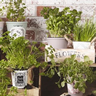 Garden highlights with transfer paper