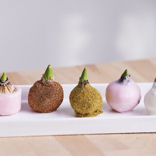 Bulb Hyacinth in Wax